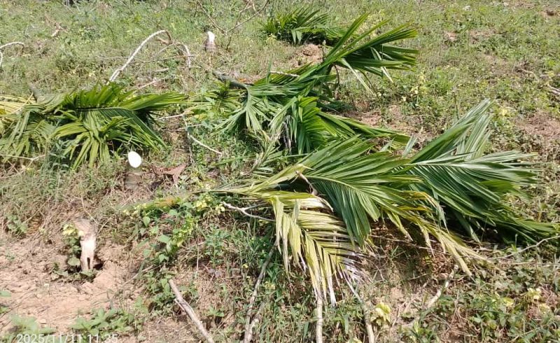 শেরপুরের শ্রীবরদী সীমান্তে আদিবাসীর অর্ধশতাধিক সুপারি গাছ কেটে ফেলার অভিযোগ