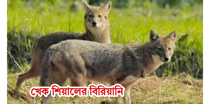 খেক শিয়ালের বিরিয়ানি।। খাসির মাংসের কথা বলে শিয়ালের মাংস বিক্রি ; 