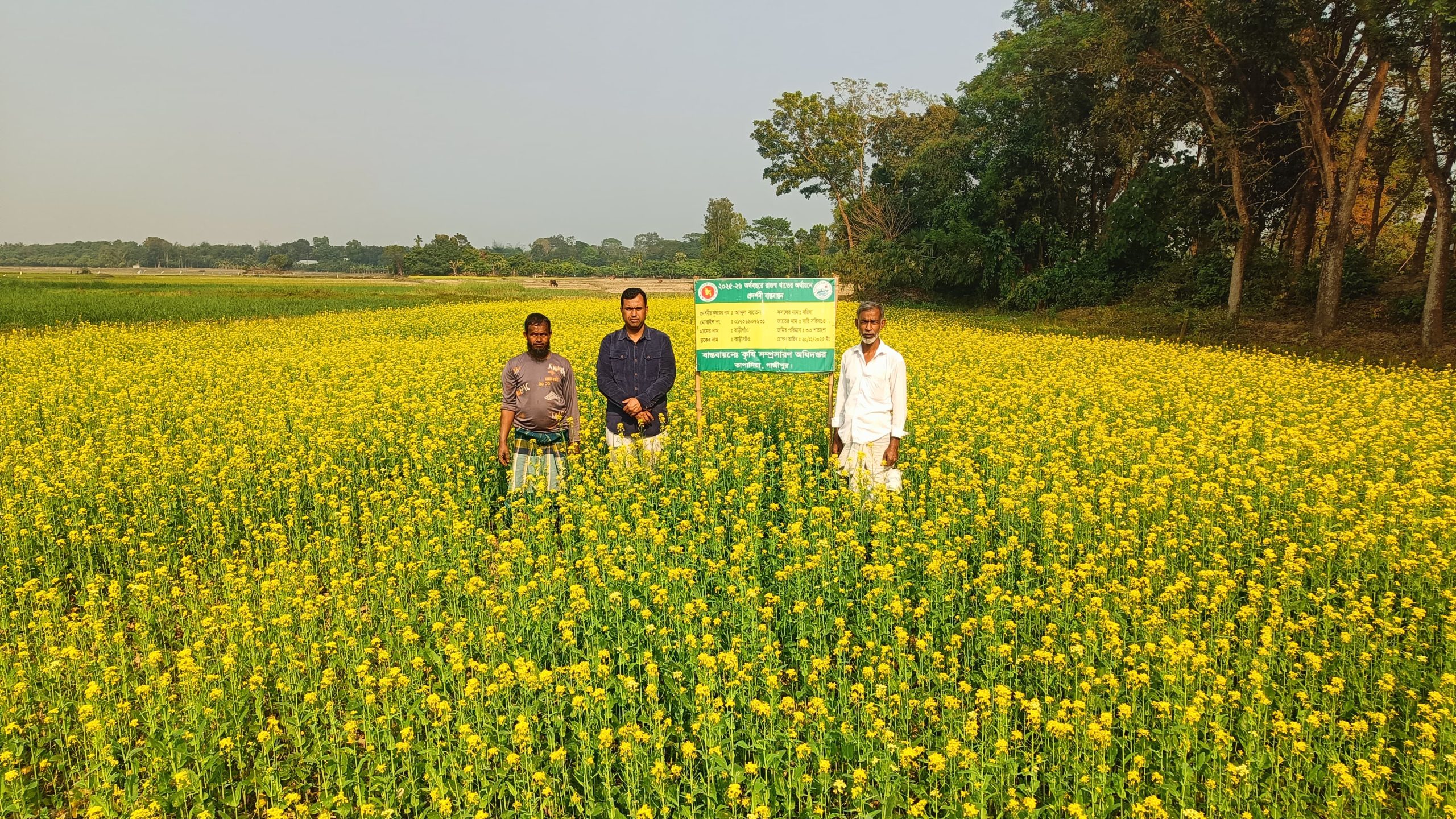 কাপাসিয়ায় সরিষা চাষে বাম্পার ফলন ; বারি সরিষা-১৪ এর মাঠ দিবস অনুষ্ঠিত