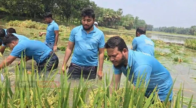 দুর্যোগে কৃষকের পাশে এমপি সালাহউদ্দিন আইয়ুবী, পানিতে নেমে ধান কাটলেন নিজ হাতে 