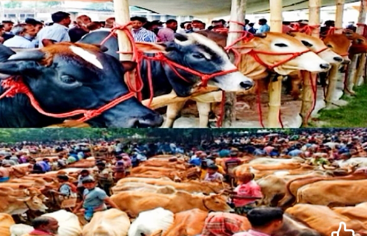 নাসিরনগরে জমে উঠেছে কোরবানির পশুর হাট